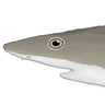 Weasel shark illustration